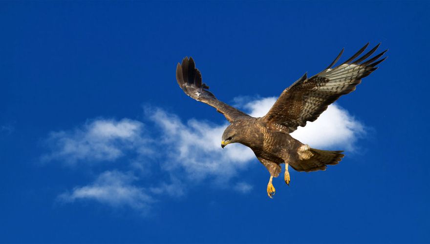 Buizerd / Shutterstock