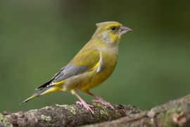 Nieuwe soort: de Kuifgroenling - Chloris cristatus :-)