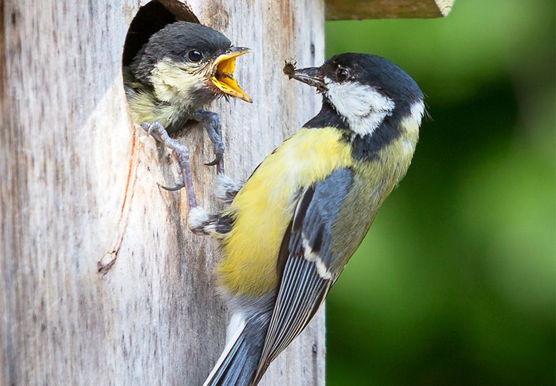 Koolmees / Serge Sanramat