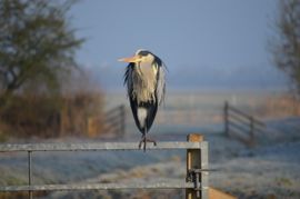 Reiger op een winterochtend