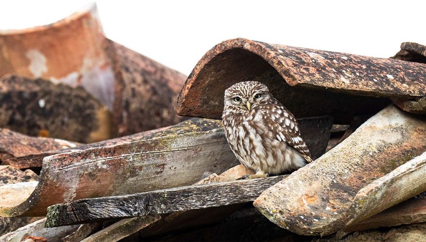 Steenuil op dak / shutterstock