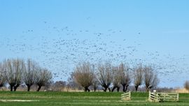 en nu allemaal tegelijk