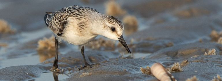 Vogelweekend Zeeland; een 3-daagse trip met BirdingBreaks in Nederland