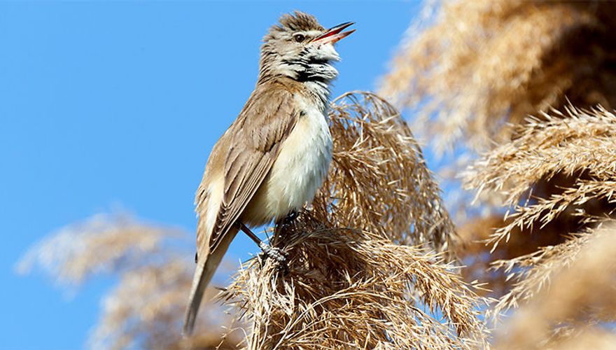 Grote karekiet / Shutterstock