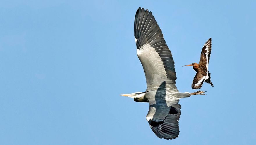 Grutto en blauwe reiger / Jelle Verheij - Fotogalerij