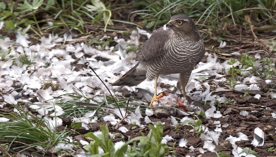 Sperwer / Corrie Rijkelijkhuizen