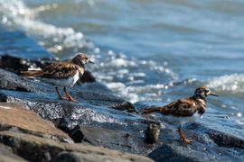 Steenlopers op het wad van Vlieland