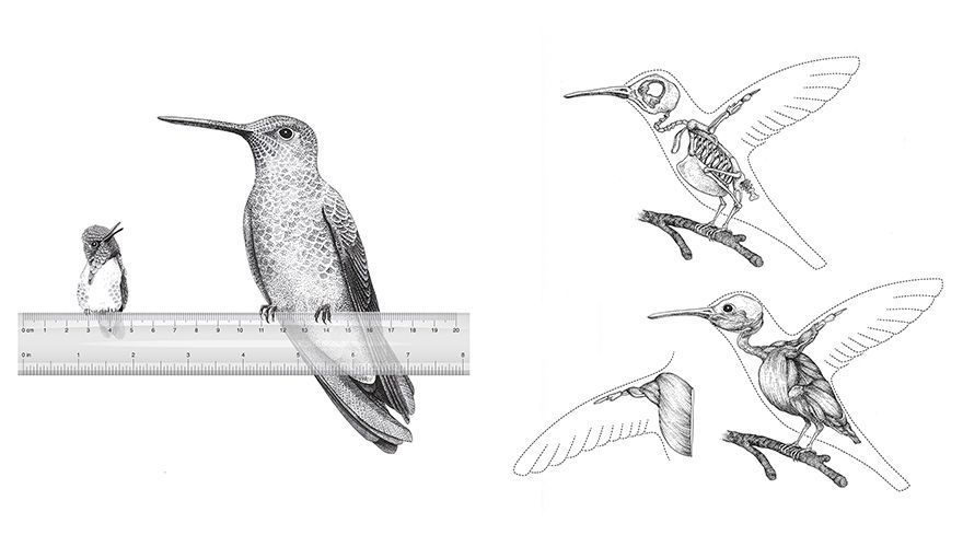 Giant Hummingbird and Bee hummingbird and Hummingbird anatomy / Jeanne Mechels
