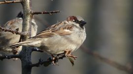 Mus blijft dicht bij huis!