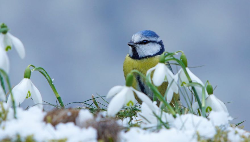 Pimpelmees sneeuwklokje / iStock