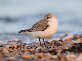 Drieteenstrandloper rustend op een schelpenstrand aan de Waddenzee op Texel