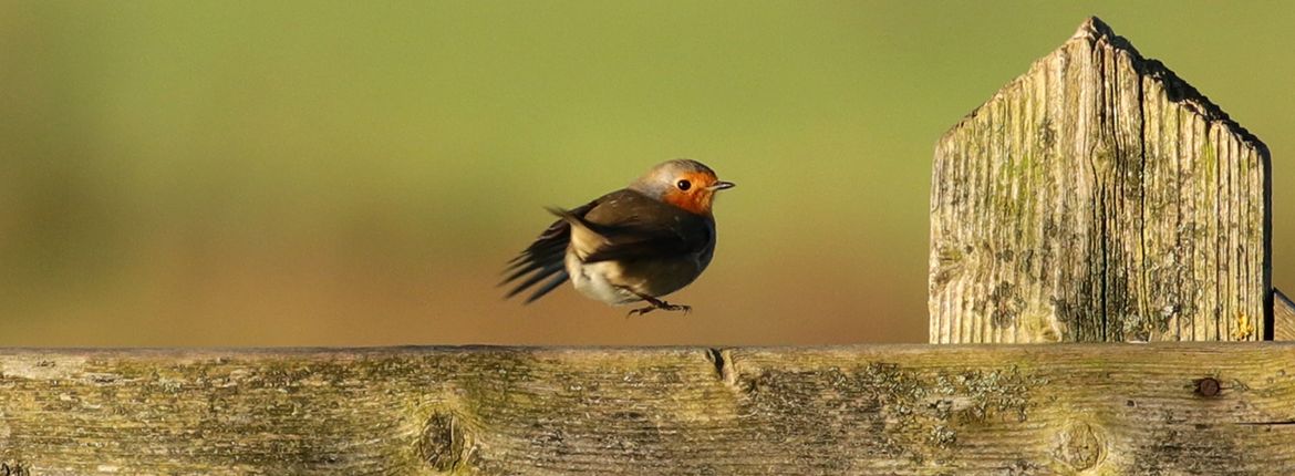 Roodborst / Fokke Spoelstra - Fotogalerij