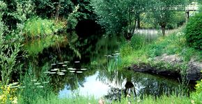 Stadsnatuur - Alkmaar / APSV