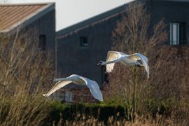 Knobbelzwanen in vogelvlucht