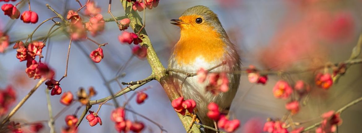 Roodborst kardinaalsmuts / Shutterstock