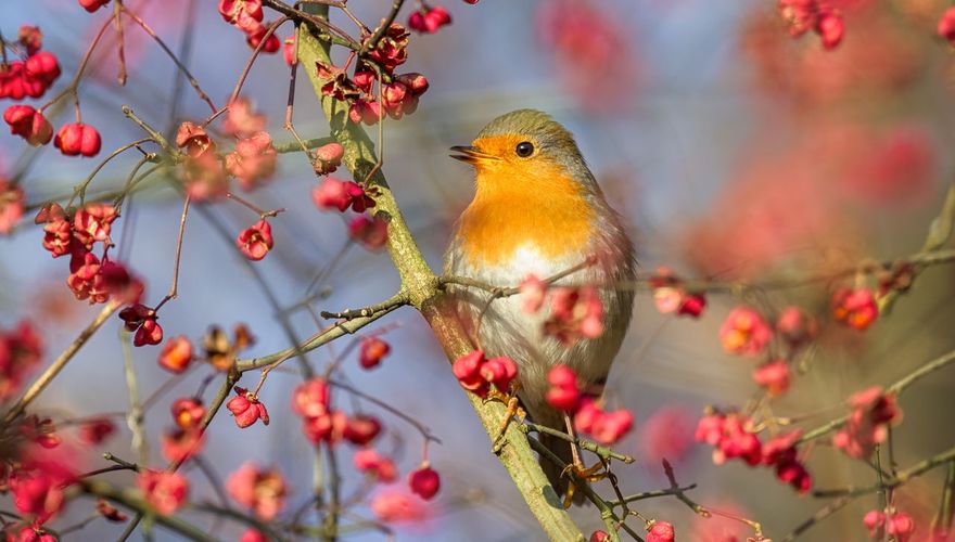 Roodborst kardinaalsmuts / Shutterstock