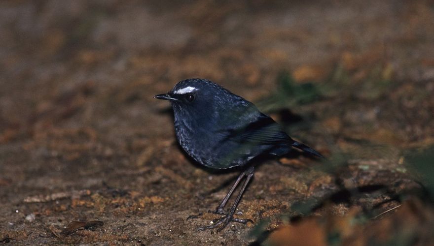 Himalayan shortwing / Marc Guyt, AGAMI