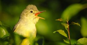 Spotvogel / Shutterstock