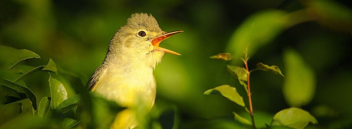 Spotvogel / Shutterstock