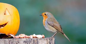Roodborst pompoen / Shutterstock