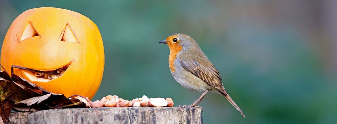 Roodborst pompoen / Shutterstock