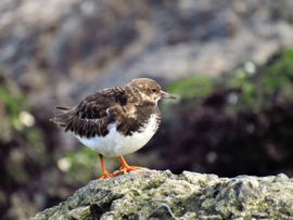 Badgast in Wijk aan Zee