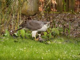 Mannetje havik  heeft een merel verschalkt