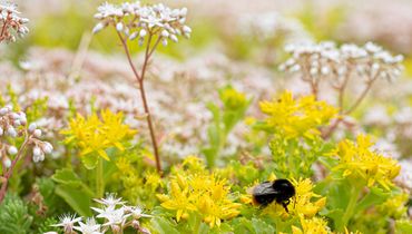 Hommel / Hans Peeters