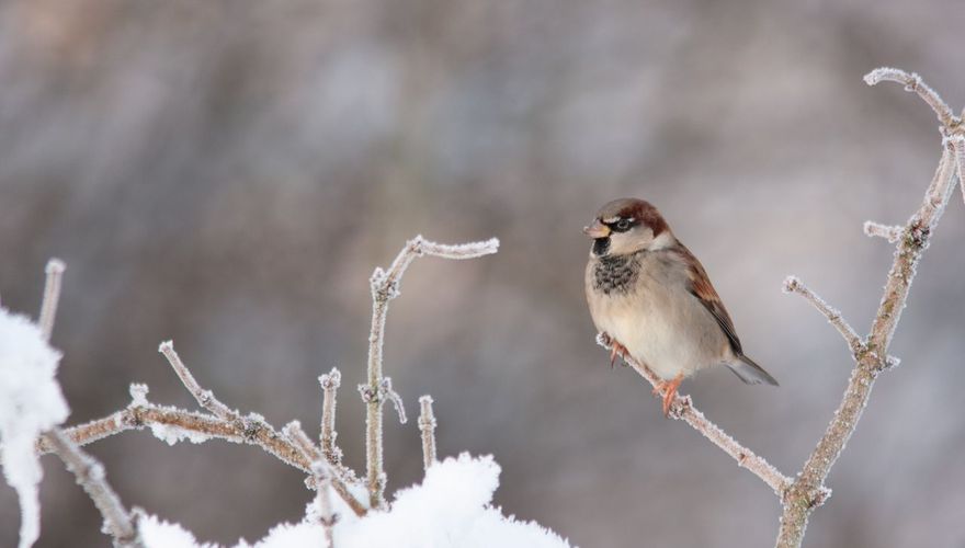 huismus/ Martin Hierck