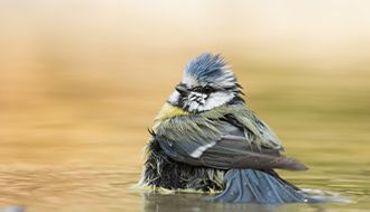 Pimpelmees / Shutterstock