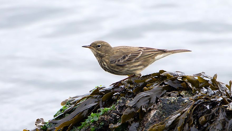 Oeverpieper / Birdphoto