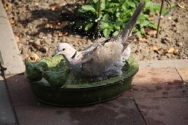 Deze Turkse Tortel is lekker aan het badderen