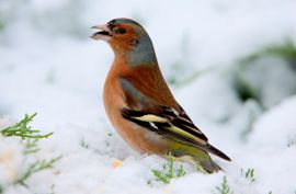 Vink in de sneeuw