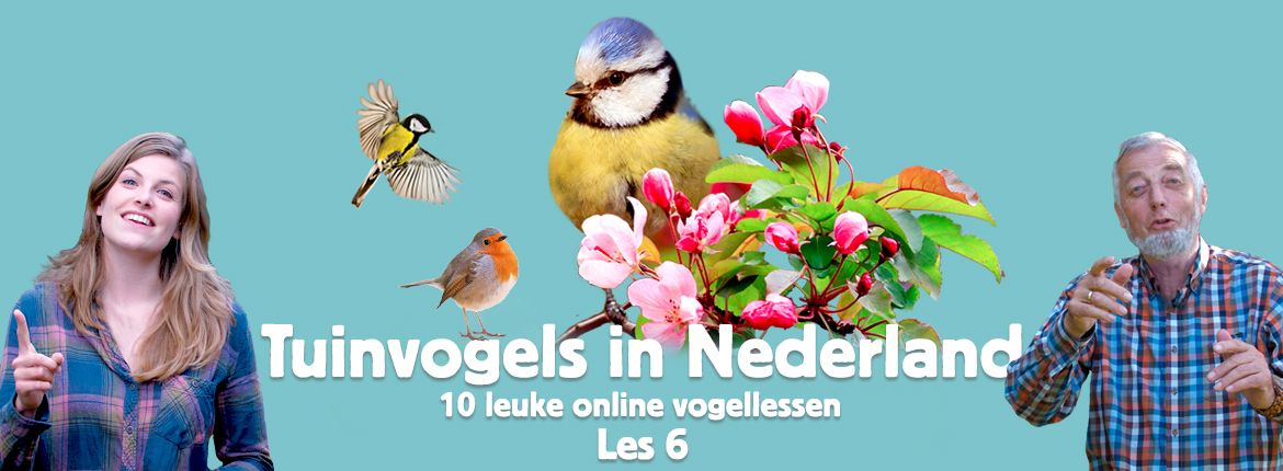 Header les 6 tuinvogelcursus