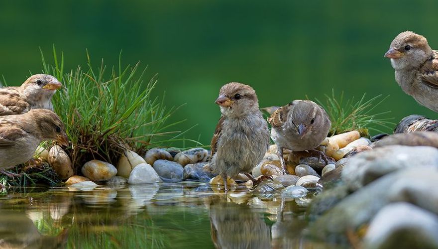 Huismus / Shutterstock
