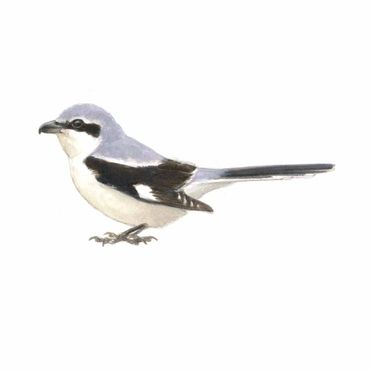 Klapekster / Elwin van der Kolk