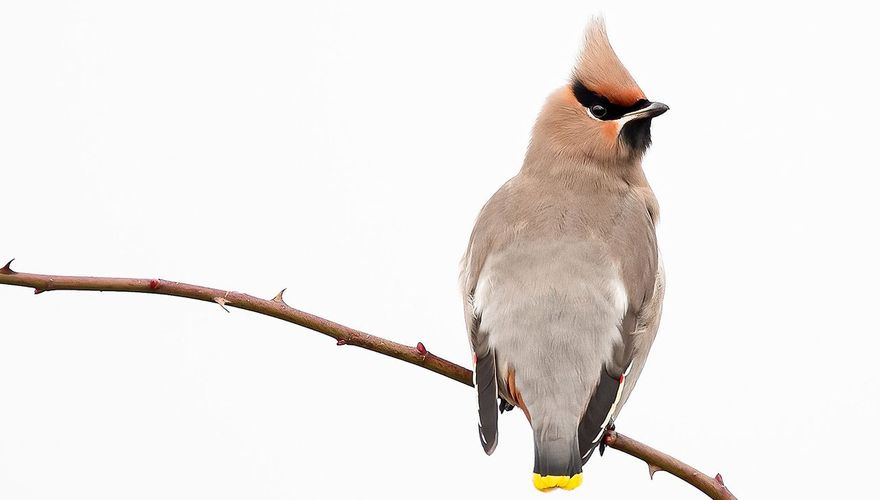 Pestvogel / Bas Schuring