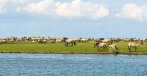 Oostvaardersplassen / Shutterstock