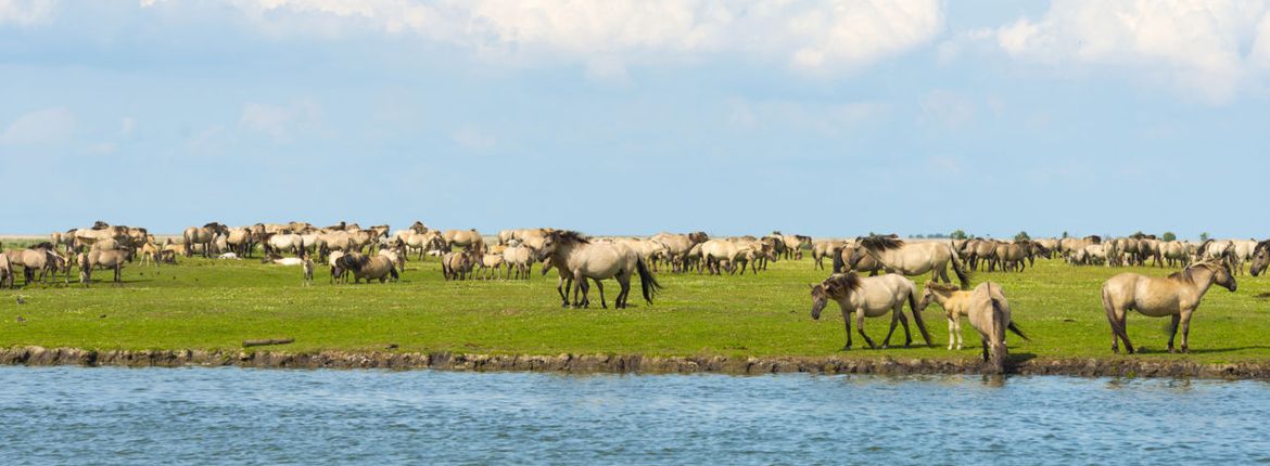 Oostvaardersplassen / Shutterstock