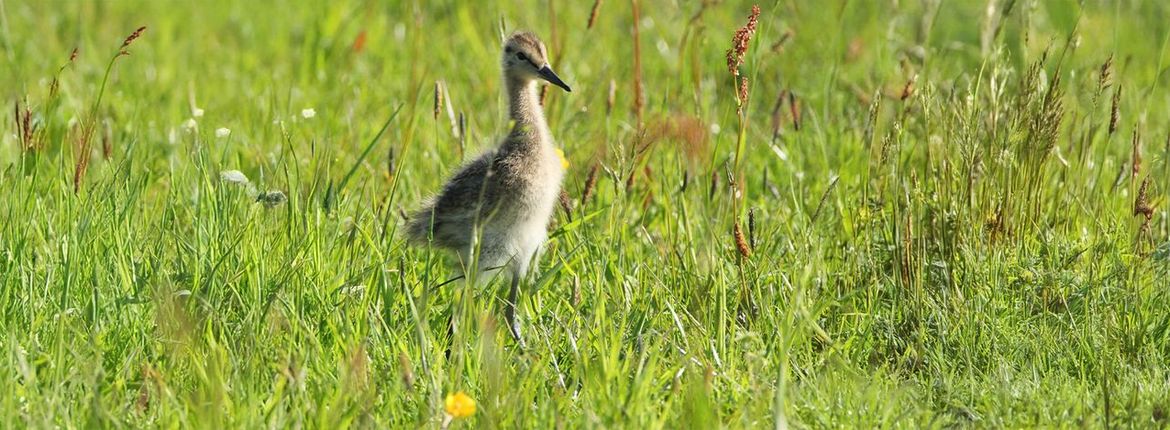 Grutto / Roy de Haas, AGAMI