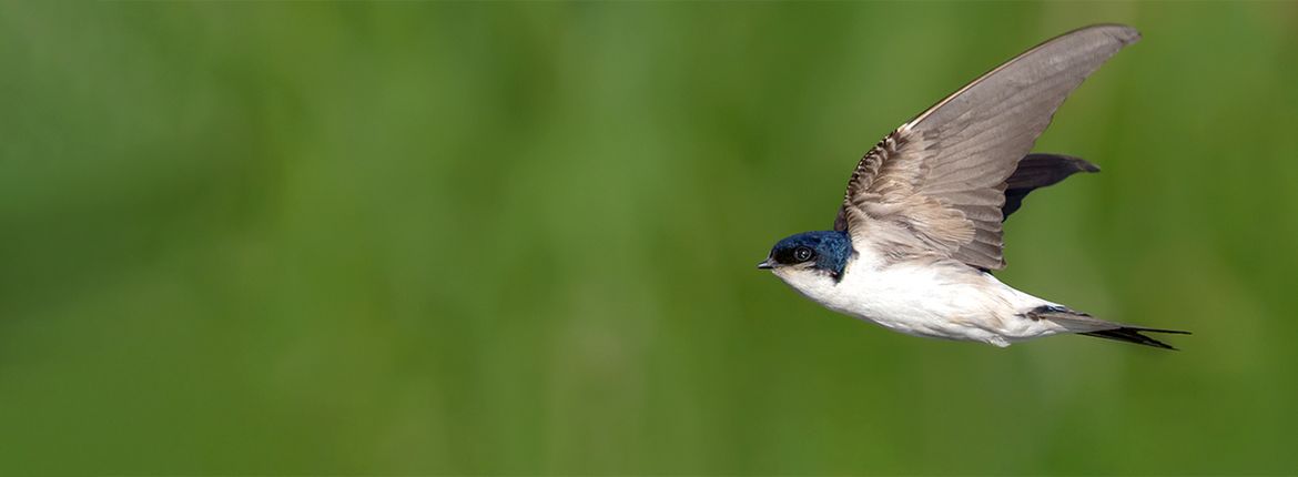 Boerenzwaluw / Shutterstock