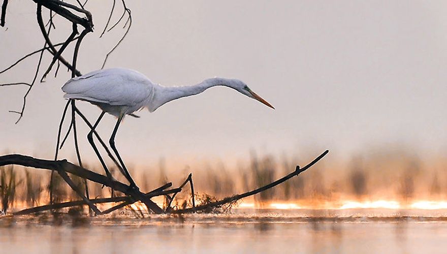 Kleine zilverreiger / Shutterstock