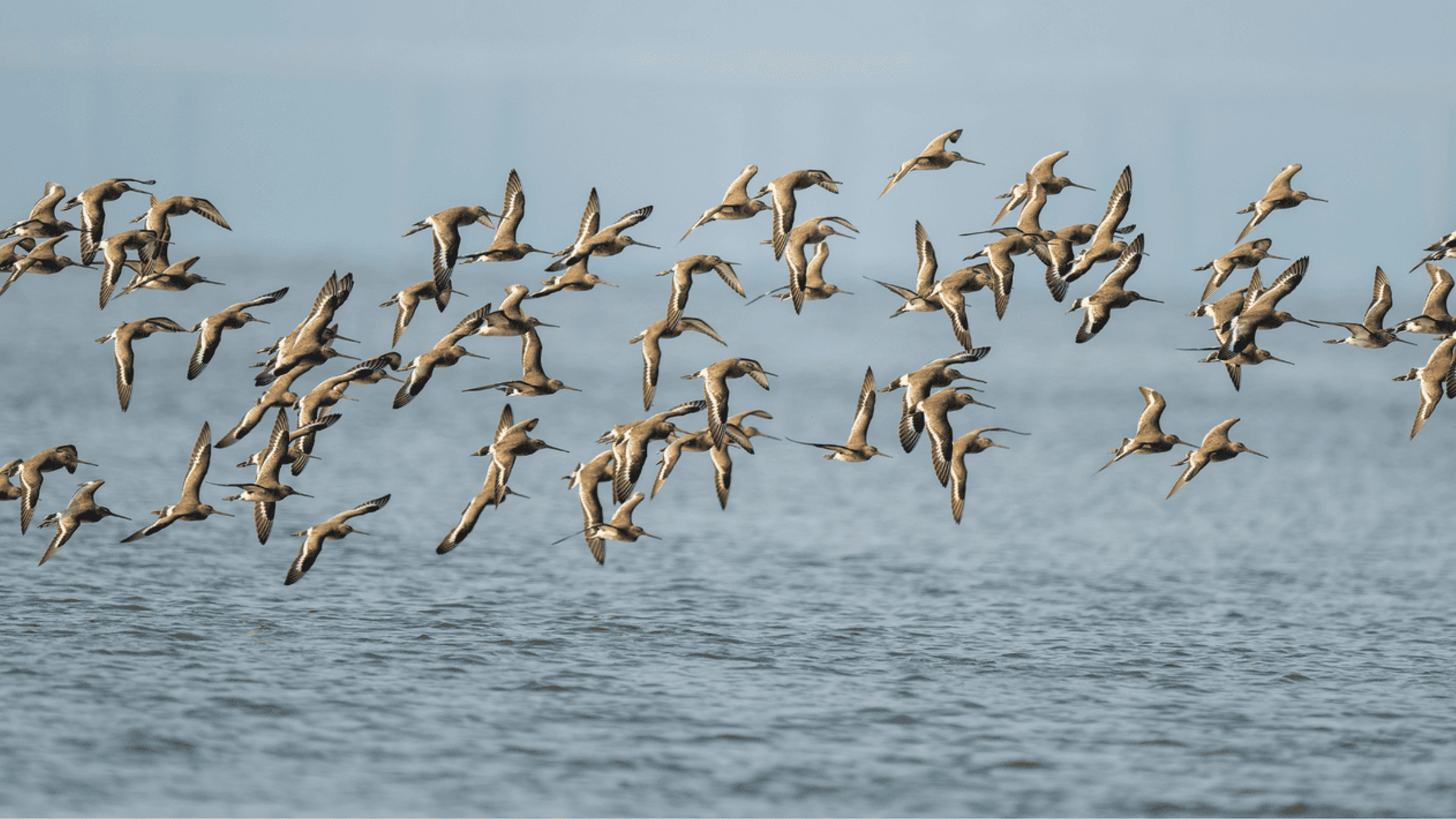 Grutto / Shutterstock
