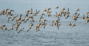 Grutto / Shutterstock
