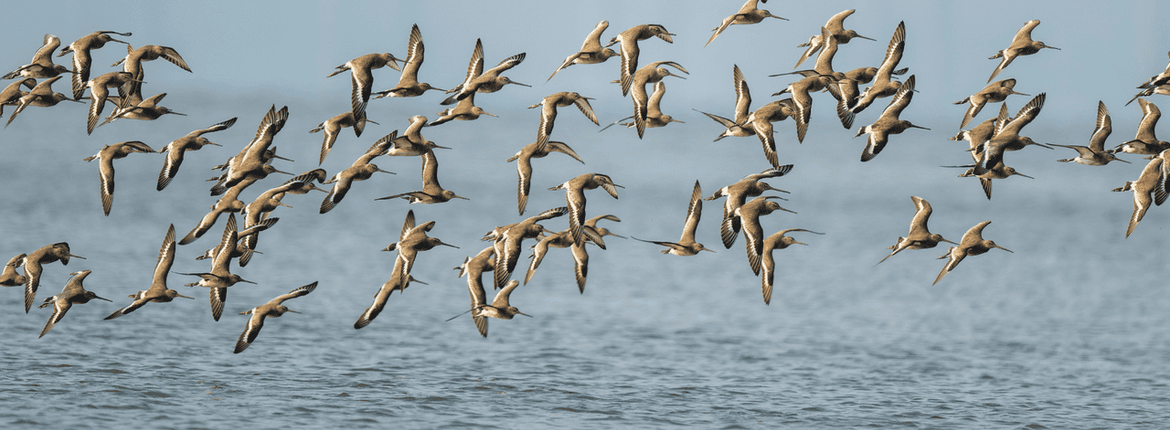 Grutto / Shutterstock