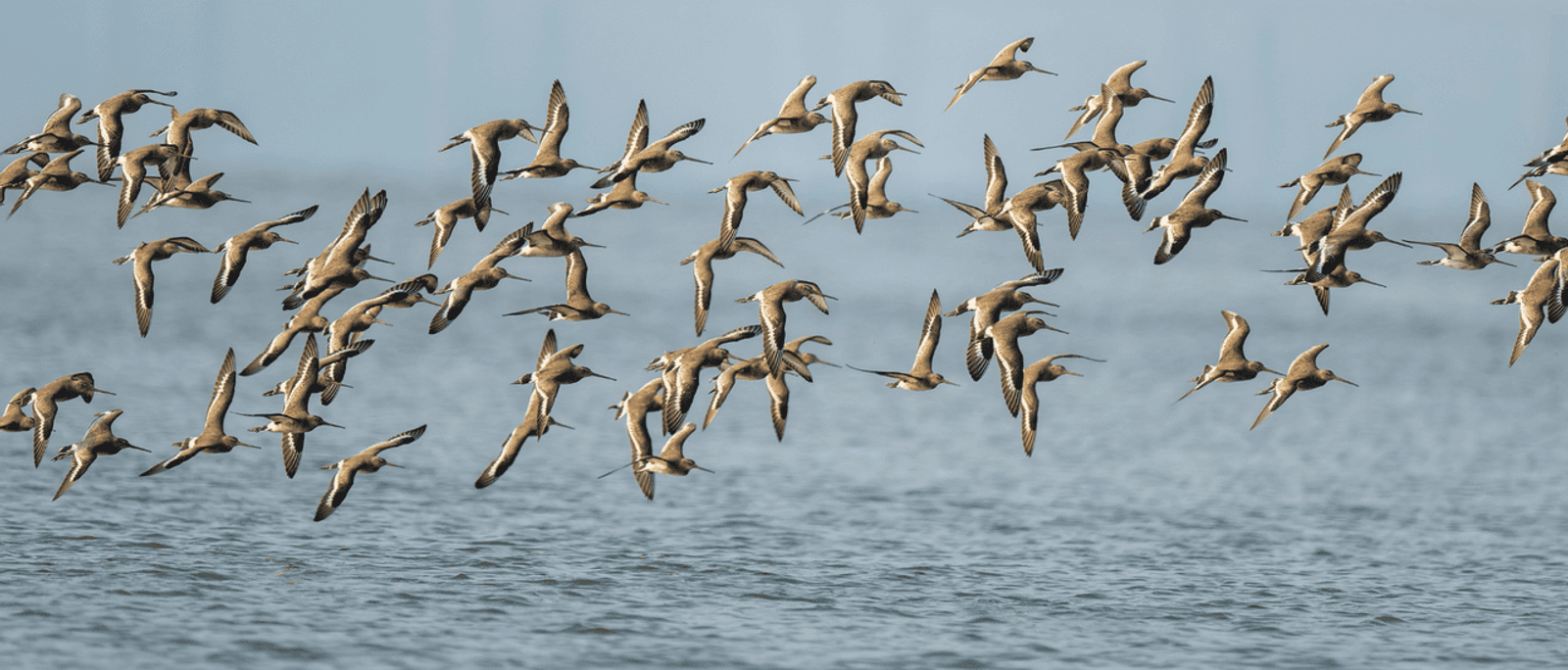 Grutto / Shutterstock