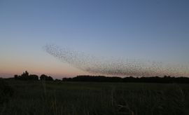 Dansen in de lucht