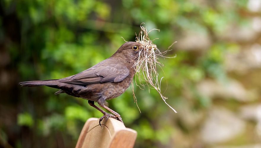 Merel net nestmateriaal / shutterstock