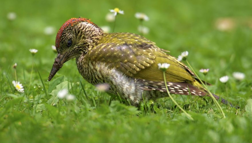 Groene specht / Shutterstock