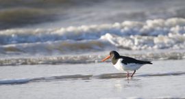pootjebaden aan het strand